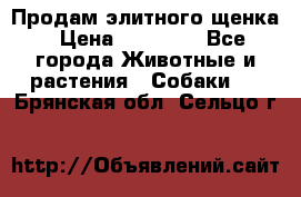 Продам элитного щенка › Цена ­ 30 000 - Все города Животные и растения » Собаки   . Брянская обл.,Сельцо г.